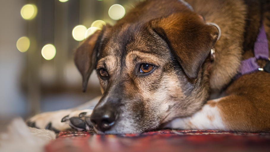 A Beginner's Guide to Pet Anxiety Relief