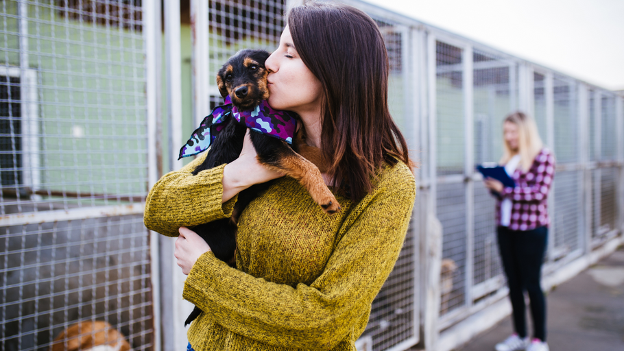 6 Tips for Bringing Home a New Dog