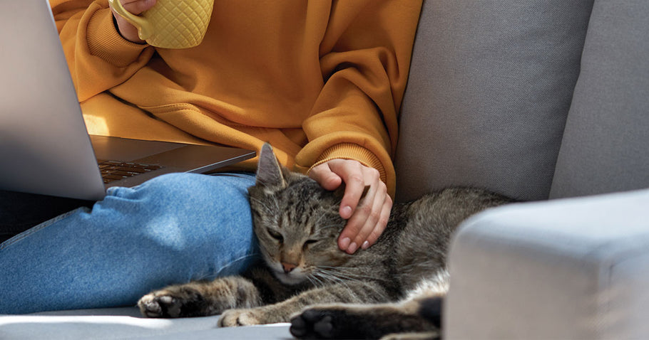 A Veterinary View On The Benefits of Cat Pheromones