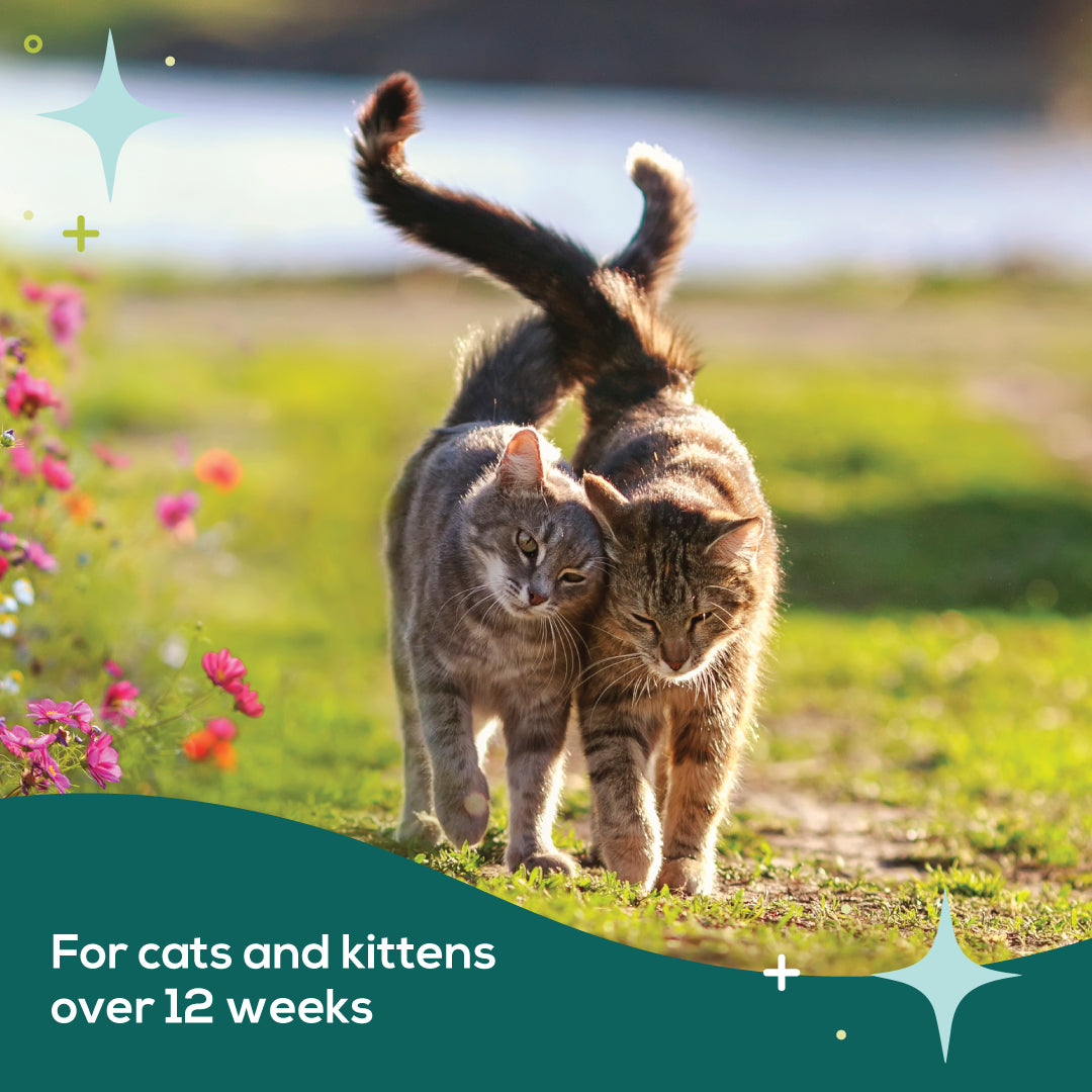 bSerene Pheromone Calming Collar for Cats