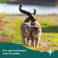 Load image into Gallery viewer, bSerene Pheromone Calming Collar for Cats