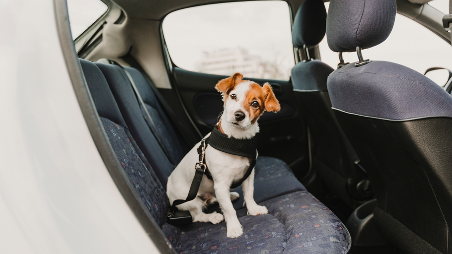 Why Dogs Get Car Anxiety & Solutions to Help