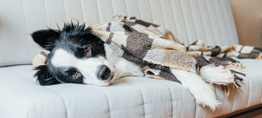 Understanding Signs & Causes of Stress in Dogs