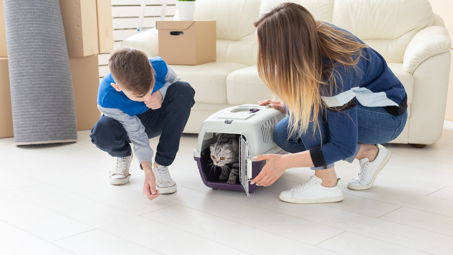 7 Tips for Bringing Home a New Cat