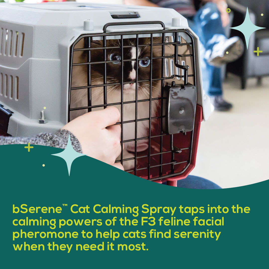 bSerene Pheromone Calming Spray for Cats - 60mL