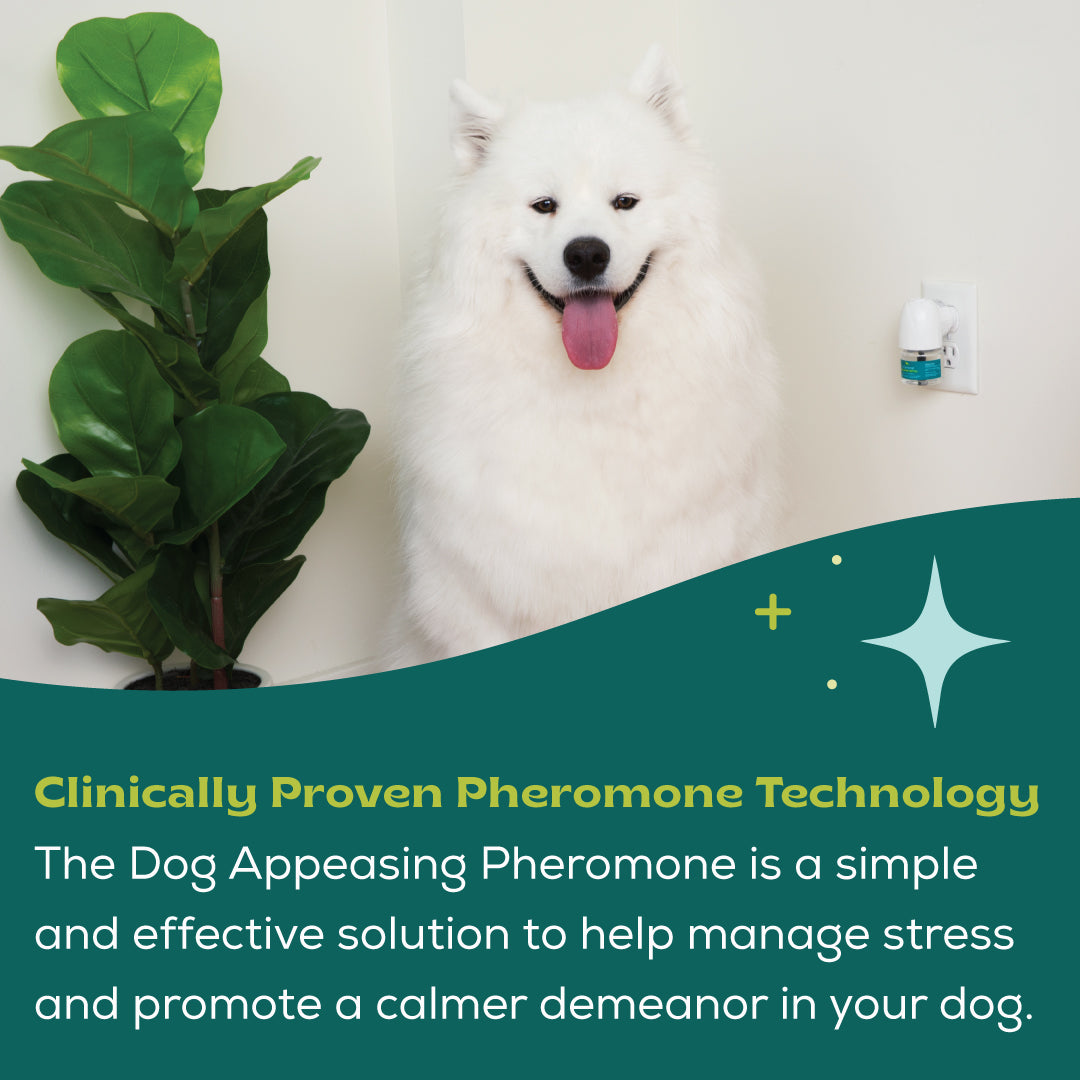 bSerene Dog Calming Diffuser Kit